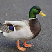 Duck Original Characters (OCs) | CharacterHub
