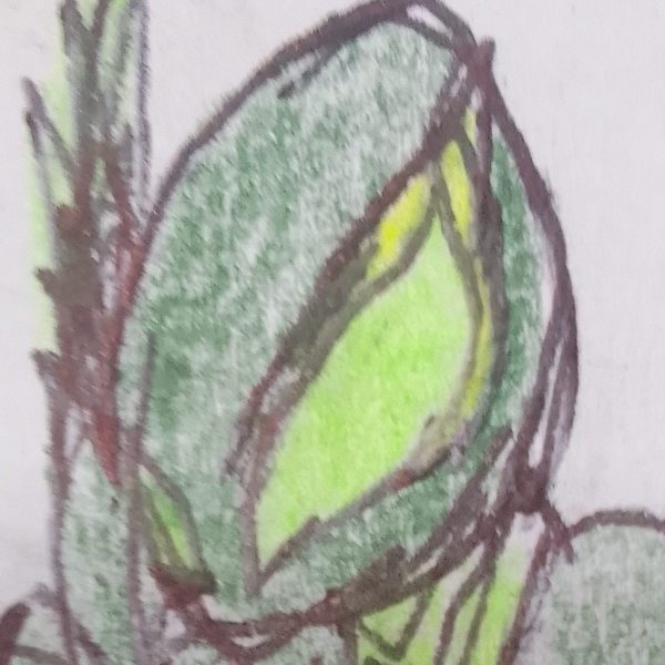 Mantis Original Characters (OCs) | CharacterHub