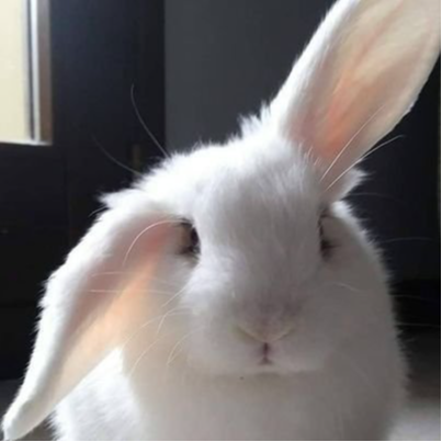Viera Original Characters (OCs) | CharacterHub