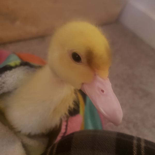Duck Original Characters (OCs) | CharacterHub